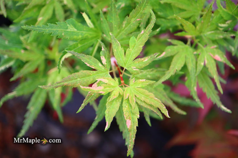 - FOR PICK UP ONLY | Acer palmatum 'Ryugu' Dwarf Japanese Maple | DOES NOT SHIP - Mr Maple │ Buy Japanese Maple Trees