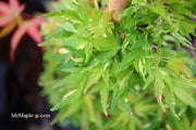 - FOR PICK UP ONLY | Acer palmatum 'Ryugu' Dwarf Japanese Maple | DOES NOT SHIP - Mr Maple │ Buy Japanese Maple Trees