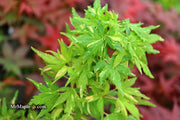 - FOR PICK UP ONLY | Acer palmatum 'Ryugu' Dwarf Japanese Maple | DOES NOT SHIP - Mr Maple │ Buy Japanese Maple Trees