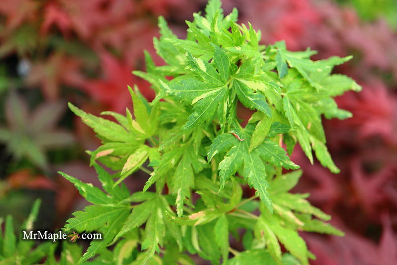 - FOR PICK UP ONLY | Acer palmatum 'Ryugu' Dwarf Japanese Maple | DOES NOT SHIP - Mr Maple │ Buy Japanese Maple Trees