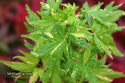 - FOR PICK UP ONLY | Acer palmatum 'Ryugu' Dwarf Japanese Maple | DOES NOT SHIP - Mr Maple │ Buy Japanese Maple Trees