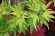 - FOR PICK UP ONLY | Acer palmatum 'Ryugu' Dwarf Japanese Maple | DOES NOT SHIP - Mr Maple │ Buy Japanese Maple Trees