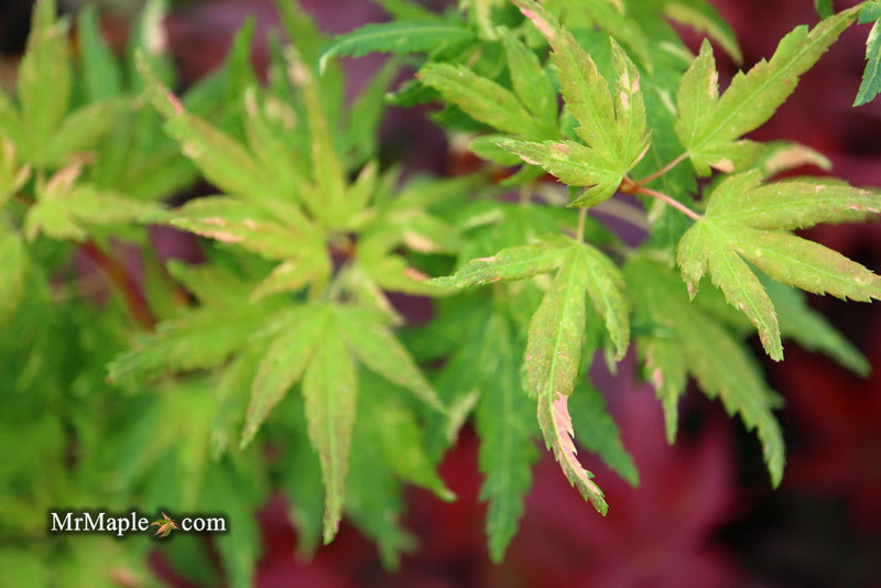 - FOR PICK UP ONLY | Acer palmatum 'Ryugu' Dwarf Japanese Maple | DOES NOT SHIP - Mr Maple │ Buy Japanese Maple Trees