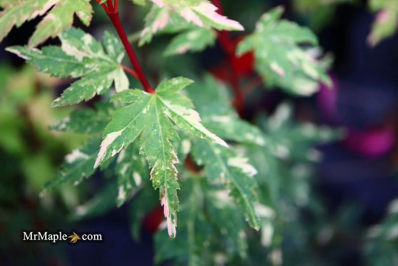 - FOR PICK UP ONLY | Acer palmatum 'Ryugu' Dwarf Japanese Maple | DOES NOT SHIP - Mr Maple │ Buy Japanese Maple Trees