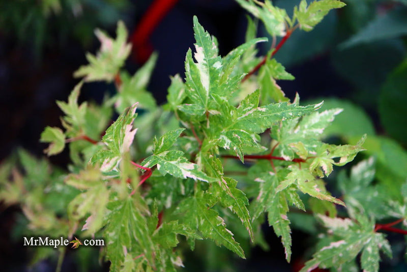 - FOR PICK UP ONLY | Acer palmatum 'Ryugu' Dwarf Japanese Maple | DOES NOT SHIP - Mr Maple │ Buy Japanese Maple Trees