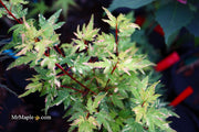 - FOR PICK UP ONLY | Acer palmatum 'Ryugu' Dwarf Japanese Maple | DOES NOT SHIP - Mr Maple │ Buy Japanese Maple Trees