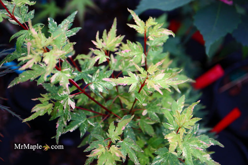 - FOR PICK UP ONLY | Acer palmatum 'Ryugu' Dwarf Japanese Maple | DOES NOT SHIP - Mr Maple │ Buy Japanese Maple Trees