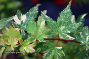 - FOR PICK UP ONLY | Acer palmatum 'Ryugu' Dwarf Japanese Maple | DOES NOT SHIP - Mr Maple │ Buy Japanese Maple Trees