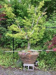 - FOR PICK UP ONLY | Acer palmatum 'Seiryu' Japanese Maple | DOES NOT SHIP - Mr Maple │ Buy Japanese Maple Trees