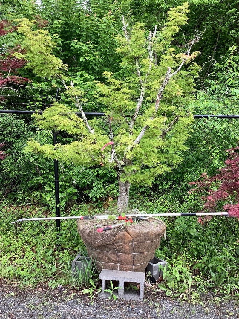 - FOR PICK UP ONLY | Acer palmatum 'Seiryu' Japanese Maple | DOES NOT SHIP - Mr Maple │ Buy Japanese Maple Trees