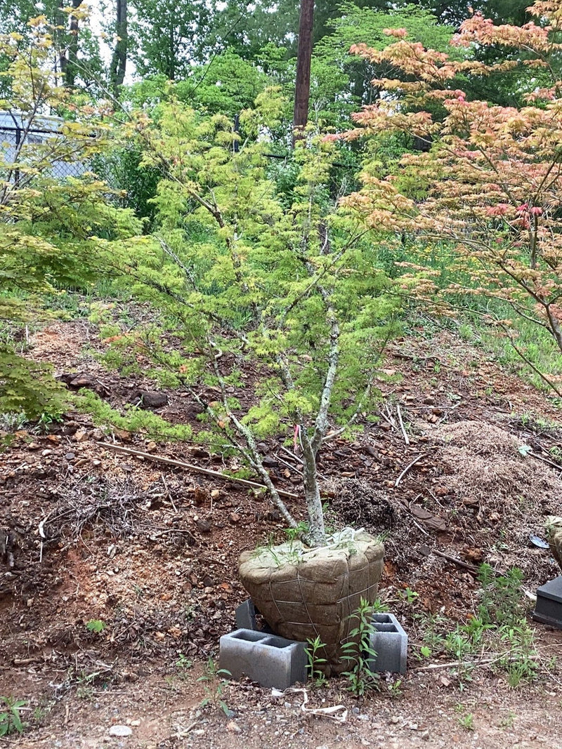 - FOR PICK UP ONLY | Acer palmatum 'Seiryu' Japanese Maple | DOES NOT SHIP - Mr Maple │ Buy Japanese Maple Trees