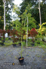 - FOR PICK UP ONLY | Acer palmatum 'Seiryu' Japanese Maple | DOES NOT SHIP - Mr Maple │ Buy Japanese Maple Trees