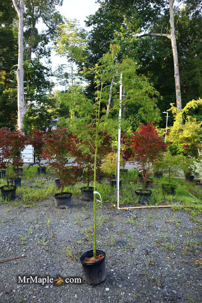 - FOR PICK UP ONLY | Acer palmatum 'Seiryu' Japanese Maple | DOES NOT SHIP - Mr Maple │ Buy Japanese Maple Trees
