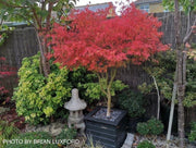 - FOR PICK UP ONLY | Acer palmatum 'Seiryu' Japanese Maple | DOES NOT SHIP - Mr Maple │ Buy Japanese Maple Trees
