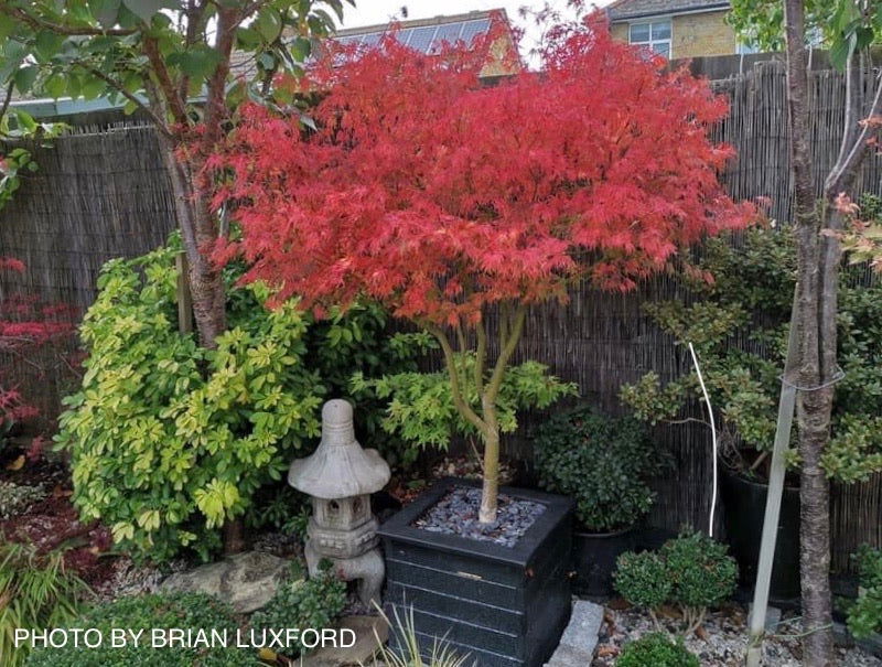 - FOR PICK UP ONLY | Acer palmatum 'Seiryu' Japanese Maple | DOES NOT SHIP - Mr Maple │ Buy Japanese Maple Trees