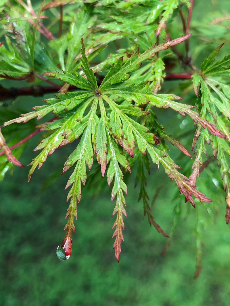 - FOR PICK UP ONLY | Acer palmatum 'Seiryu' Japanese Maple | DOES NOT SHIP - Mr Maple │ Buy Japanese Maple Trees