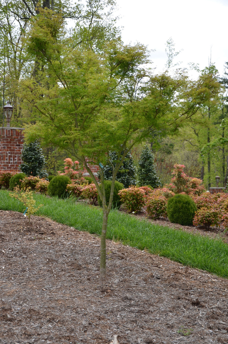 - FOR PICK UP ONLY | Acer palmatum 'Seiryu' Japanese Maple | DOES NOT SHIP - Mr Maple │ Buy Japanese Maple Trees