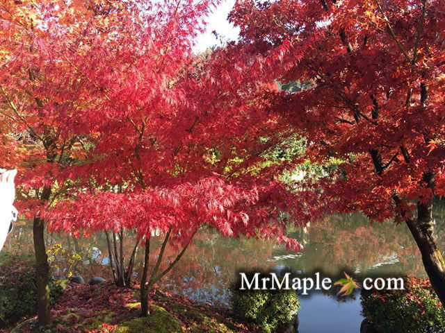 - FOR PICK UP ONLY | Acer palmatum 'Seiryu' Japanese Maple | DOES NOT SHIP - Mr Maple │ Buy Japanese Maple Trees