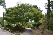 - FOR PICK UP ONLY | Acer palmatum 'Seiryu' Japanese Maple | DOES NOT SHIP - Mr Maple │ Buy Japanese Maple Trees