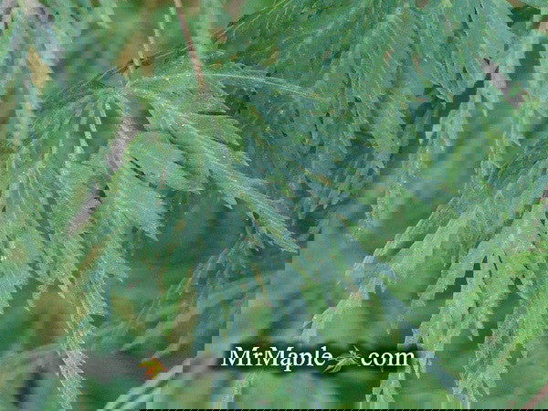 - FOR PICK UP ONLY | Acer palmatum 'Seiryu' Japanese Maple | DOES NOT SHIP - Mr Maple │ Buy Japanese Maple Trees