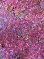 - FOR PICK UP ONLY | Acer palmatum 'Seiryu' Japanese Maple | DOES NOT SHIP - Mr Maple │ Buy Japanese Maple Trees