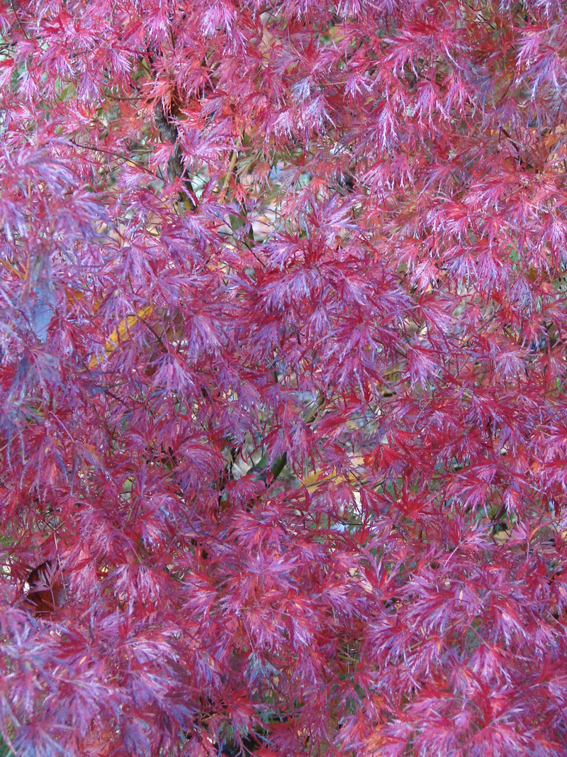 - FOR PICK UP ONLY | Acer palmatum 'Seiryu' Japanese Maple | DOES NOT SHIP - Mr Maple │ Buy Japanese Maple Trees