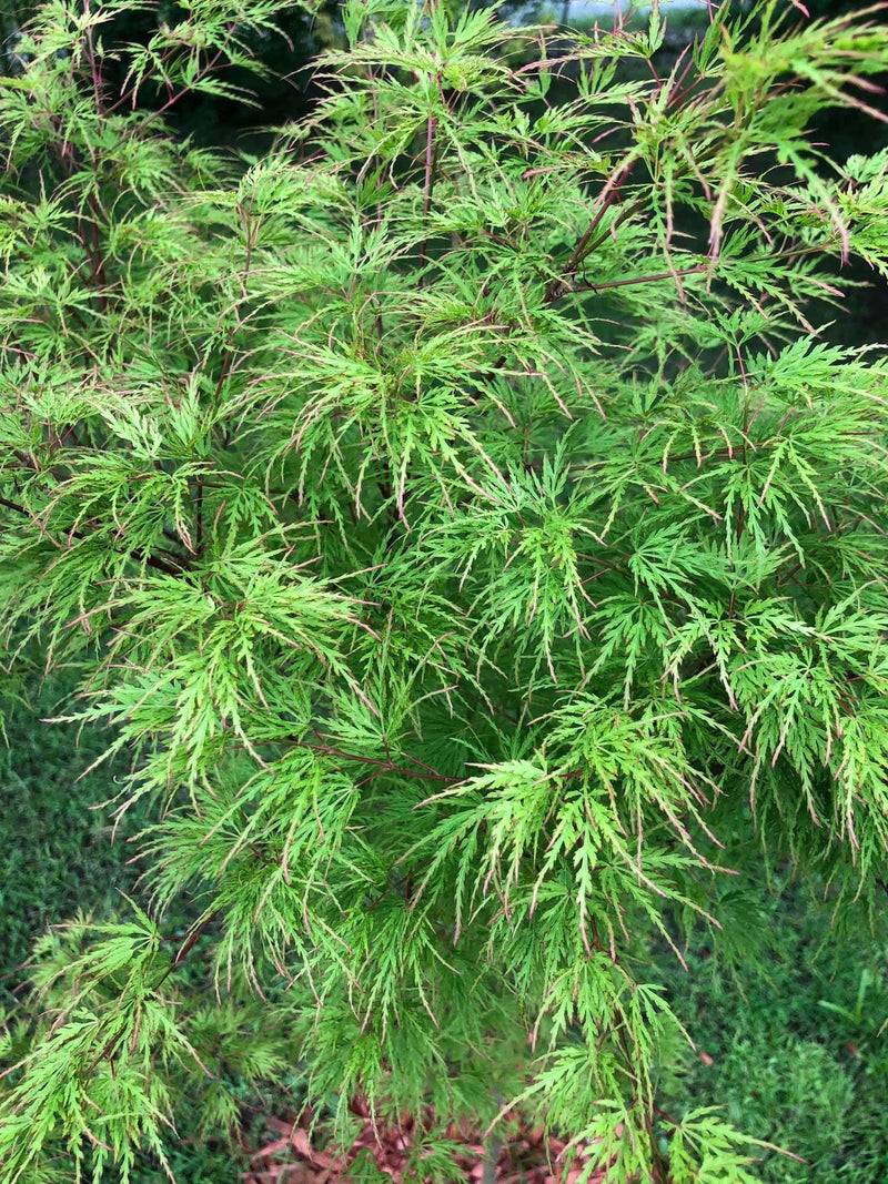 - FOR PICK UP ONLY | Acer palmatum 'Seiryu' Japanese Maple | DOES NOT SHIP - Mr Maple │ Buy Japanese Maple Trees