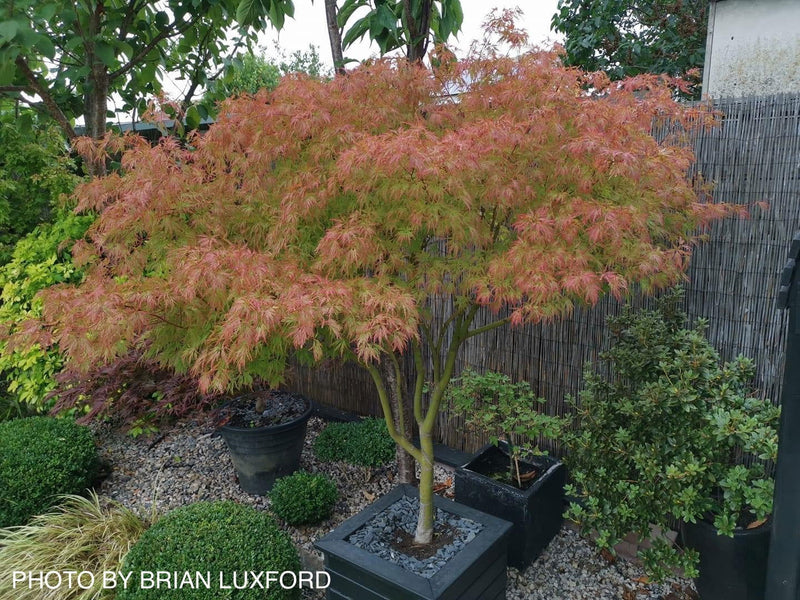 - FOR PICK UP ONLY | Acer palmatum 'Seiryu' Japanese Maple | DOES NOT SHIP - Mr Maple │ Buy Japanese Maple Trees
