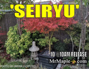 - FOR PICK UP ONLY | Acer palmatum 'Seiryu' Japanese Maple | DOES NOT SHIP - Mr Maple │ Buy Japanese Maple Trees