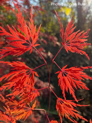 - FOR PICK UP ONLY | Acer palmatum 'Seiryu' Japanese Maple | DOES NOT SHIP - Mr Maple │ Buy Japanese Maple Trees