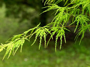 - FOR PICK UP ONLY | Acer palmatum 'Seiryu' Japanese Maple | DOES NOT SHIP - Mr Maple │ Buy Japanese Maple Trees
