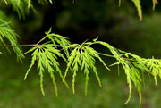 - FOR PICK UP ONLY | Acer palmatum 'Seiryu' Japanese Maple | DOES NOT SHIP - Mr Maple │ Buy Japanese Maple Trees