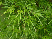 - FOR PICK UP ONLY | Acer palmatum 'Seiryu' Japanese Maple | DOES NOT SHIP - Mr Maple │ Buy Japanese Maple Trees