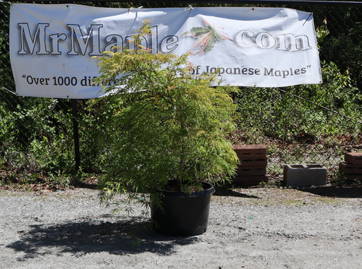 - FOR PICK UP ONLY | Acer palmatum 'Washi no o' Dwarf Weeping Japanese Maple | DOES NOT SHIP - Mr Maple │ Buy Japanese Maple Trees