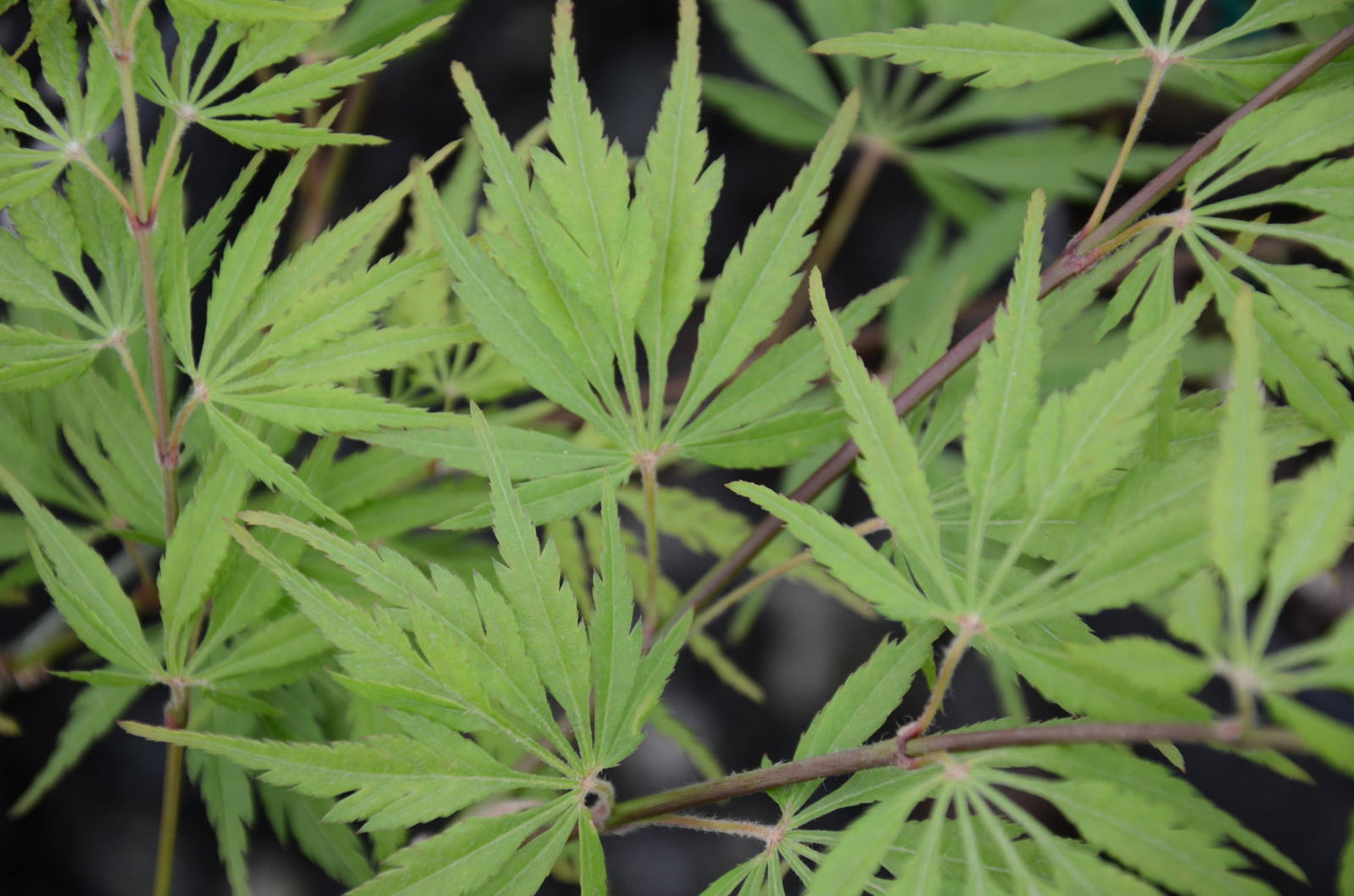 Buy Acer palmatum dissectum 'Washi no o' Dwarf Weeping Japanese Maple ...