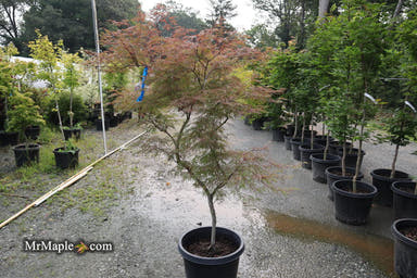 - FOR PICK UP ONLY | Acer palmatum 'Watnong' Japanese Maple | DOES NOT SHIP - Mr Maple │ Buy Japanese Maple Trees