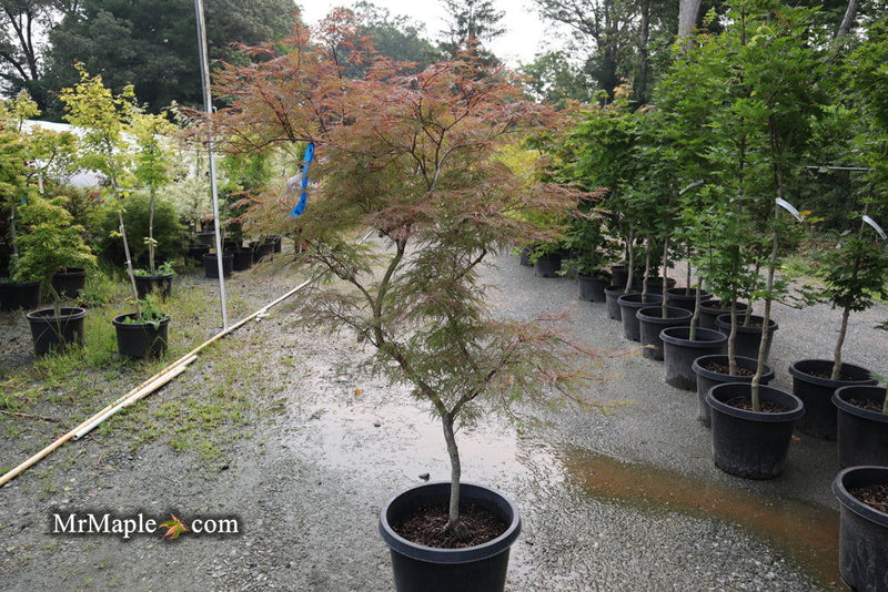 - FOR PICK UP ONLY | Acer palmatum 'Watnong' Japanese Maple | DOES NOT SHIP - Mr Maple │ Buy Japanese Maple Trees