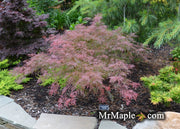 - FOR PICK UP ONLY | Acer palmatum 'Watnong' Japanese Maple | DOES NOT SHIP - Mr Maple │ Buy Japanese Maple Trees