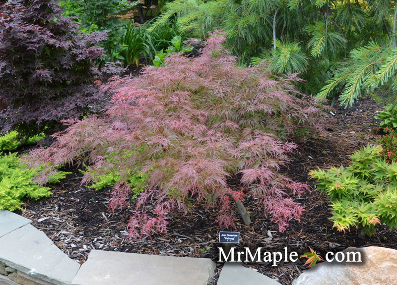 - FOR PICK UP ONLY | Acer palmatum 'Watnong' Japanese Maple | DOES NOT SHIP - Mr Maple │ Buy Japanese Maple Trees