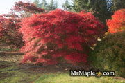 - FOR PICK UP ONLY | Acer palmatum 'Watnong' Japanese Maple | DOES NOT SHIP - Mr Maple │ Buy Japanese Maple Trees