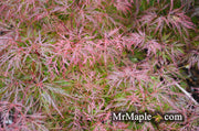- FOR PICK UP ONLY | Acer palmatum 'Watnong' Japanese Maple | DOES NOT SHIP - Mr Maple │ Buy Japanese Maple Trees