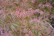 - FOR PICK UP ONLY | Acer palmatum 'Watnong' Japanese Maple | DOES NOT SHIP - Mr Maple │ Buy Japanese Maple Trees