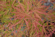 - FOR PICK UP ONLY | Acer palmatum 'Watnong' Japanese Maple | DOES NOT SHIP - Mr Maple │ Buy Japanese Maple Trees