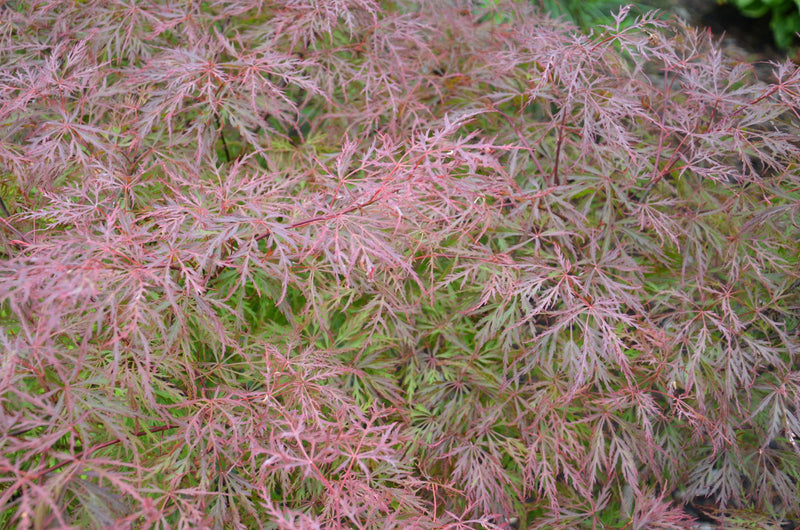 - FOR PICK UP ONLY | Acer palmatum 'Watnong' Japanese Maple | DOES NOT SHIP - Mr Maple │ Buy Japanese Maple Trees