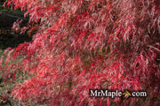 - FOR PICK UP ONLY | Acer palmatum 'Watnong' Japanese Maple | DOES NOT SHIP - Mr Maple │ Buy Japanese Maple Trees