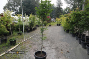 - FOR PICK UP ONLY | Acer pseudosieboldianum Japanese Maple | DOES NOT SHIP - Mr Maple │ Buy Japanese Maple Trees