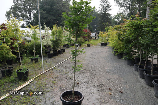 - FOR PICK UP ONLY | Acer pseudosieboldianum Japanese Maple | DOES NOT SHIP - Mr Maple │ Buy Japanese Maple Trees
