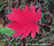 - FOR PICK UP ONLY | Acer pseudosieboldianum Japanese Maple | DOES NOT SHIP - Mr Maple │ Buy Japanese Maple Trees