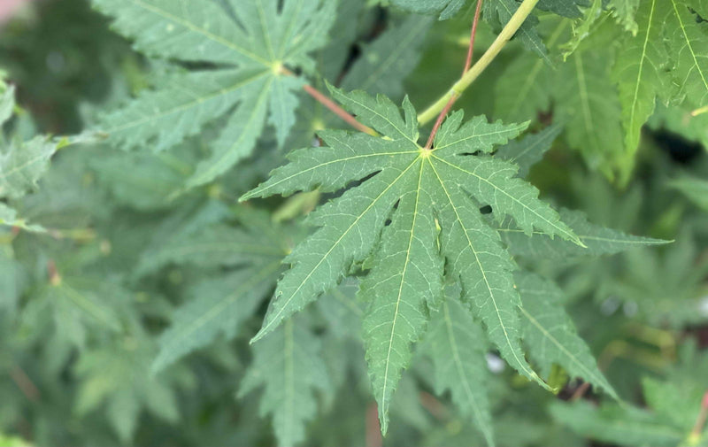 - FOR PICK UP ONLY | Acer pseudosieboldianum Japanese Maple | DOES NOT SHIP - Mr Maple │ Buy Japanese Maple Trees