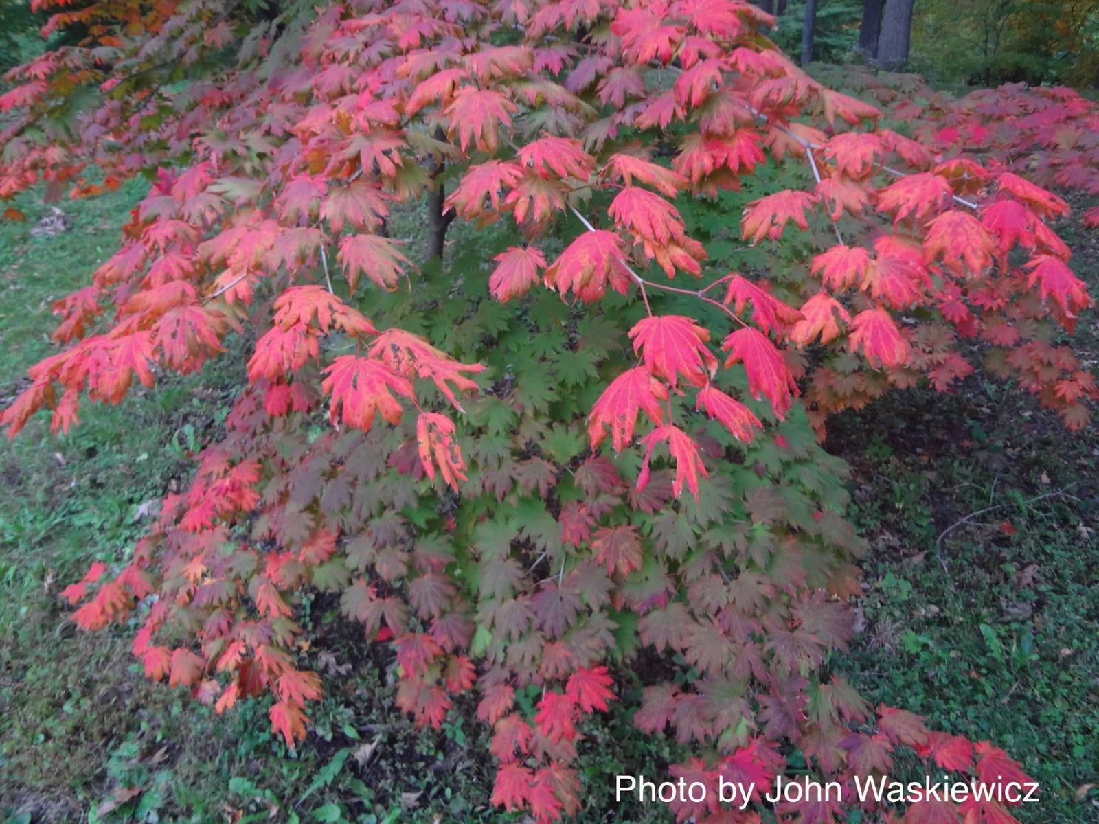 maple.tree Acer x pseudosieboldianum Alpenglow® ('INAG-E61' PP35,081)